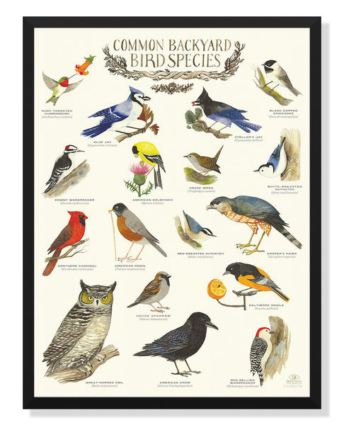 Common Backyard Birds Poster By Diana Sudyka